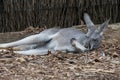 Kangaroo at Sydney Taronga Zoo.